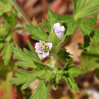 Carolina Geranium